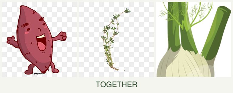 Can you plant sweet potatoes, thyme and fennel together?
