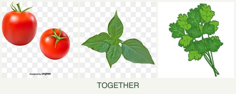 Can you plant tomatoes, basil and cilantro together?