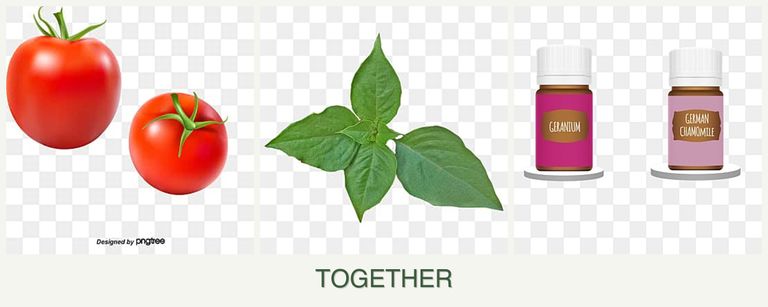 Can you plant tomatoes, basil and geraniums together?