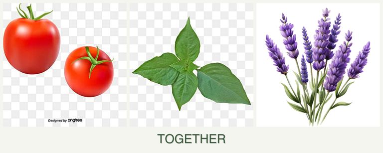 Can you plant tomatoes, basil and lavender together?