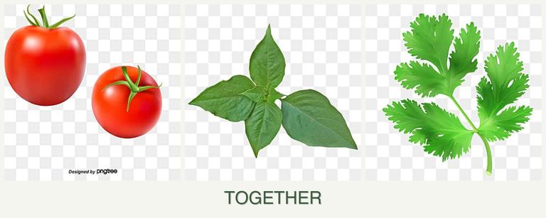 Can you plant tomatoes, basil and parsley together?