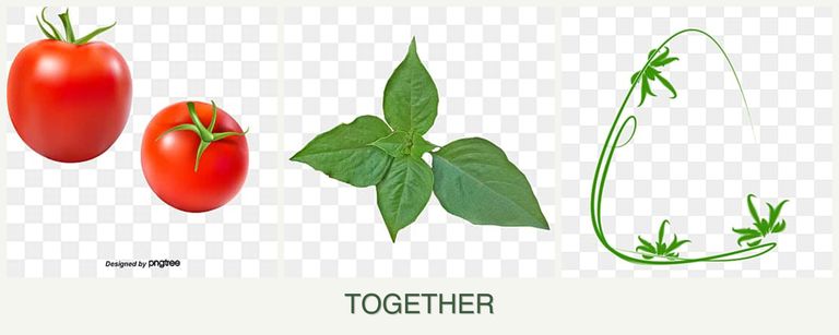 Can you plant tomatoes, basil and tarragon together?
