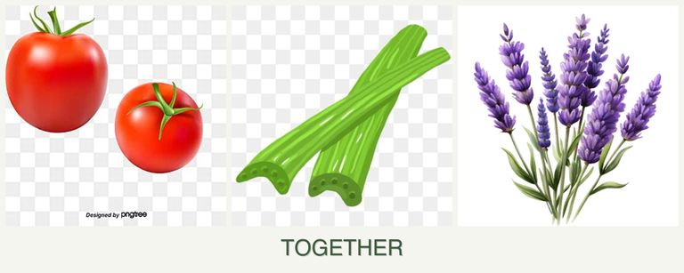 Can you plant tomatoes, celery and lavender together?