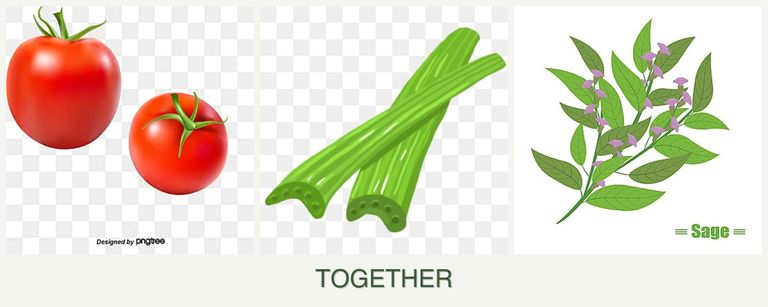 Can you plant tomatoes, celery and sage together?