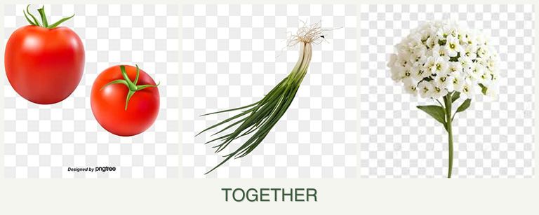 Can you plant tomatoes, chives and alyssum together?