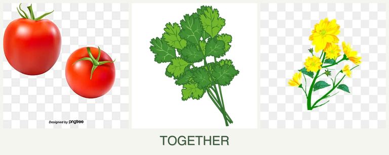 Can you plant tomatoes, cilantro and calendula together?