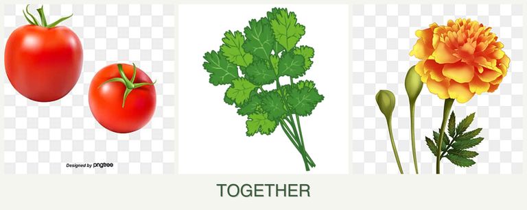 Can you plant tomatoes, cilantro and marigolds together?