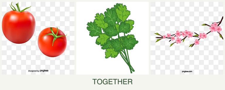 Can you plant tomatoes, cilantro and peaches together?