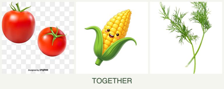 Can you plant tomatoes, corn and dill together?