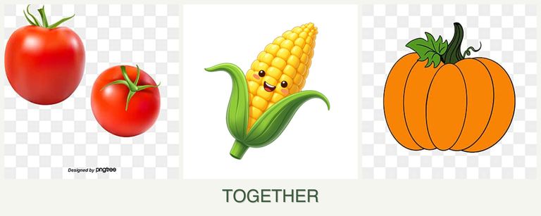 Can you plant tomatoes, corn and pumpkin together?