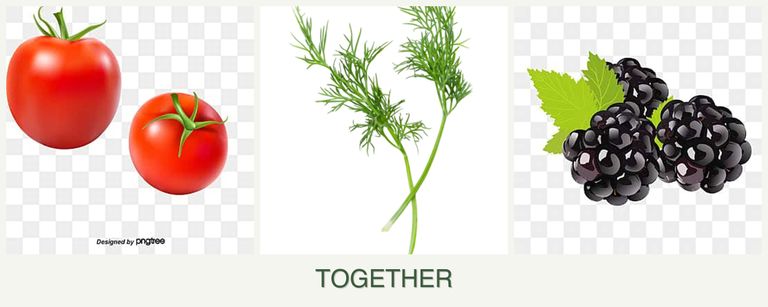 Can you plant tomatoes, dill and blackberries together?