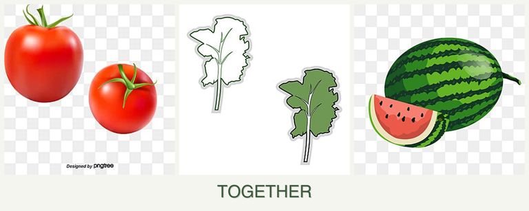 Can you plant tomatoes, kale and melons together?