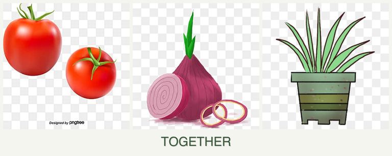 Can you plant tomatoes, onions and lemongrass together?