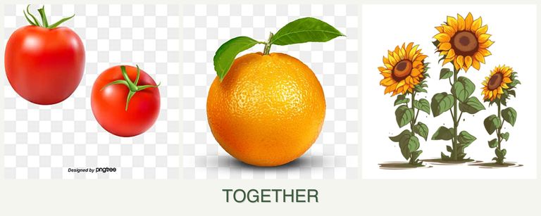 Can you plant tomatoes, oranges and sunflowers together?
