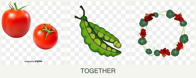 Can you plant tomatoes, peas and nasturtiums together?