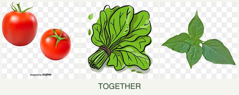 Can you plant tomatoes, spinach and basil together?