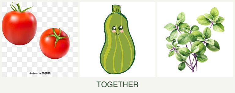 Can you plant tomatoes, zucchini and oregano together?