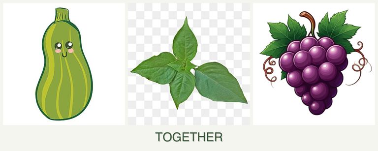 Can you plant zucchini, basil and grapes together?