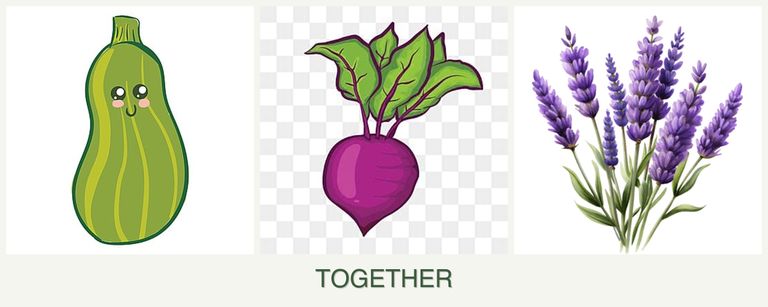 Can you plant zucchini, beets and lavender together?