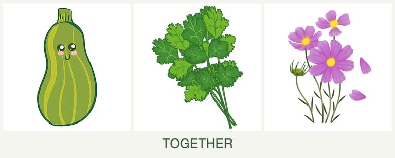 Can you plant zucchini, cilantro and cosmos together?