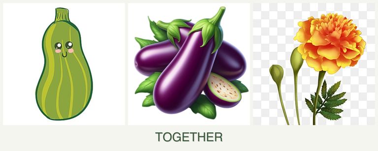 Can you plant zucchini, eggplant and marigolds together?
