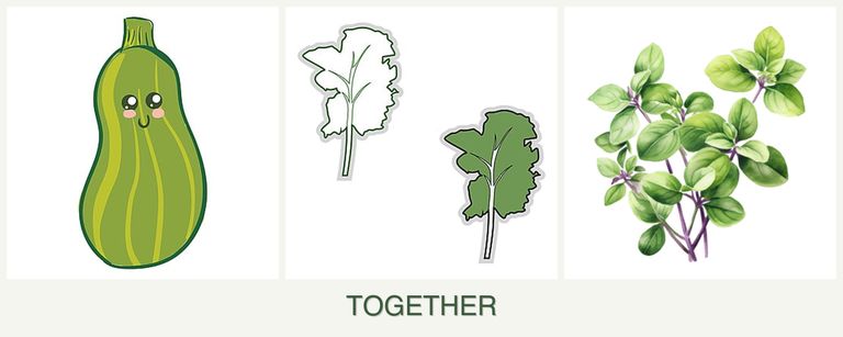 Can you plant zucchini, kale and oregano together?
