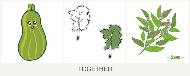 Can you plant zucchini, kale and sage together?