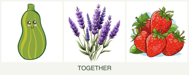 Can you plant zucchini, lavender and strawberries together?