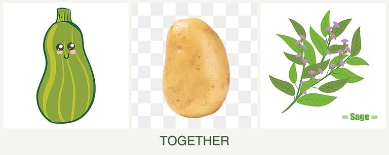 Can you plant zucchini, potatoes and sage together?