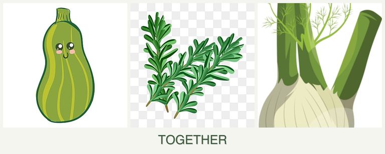 Can you plant zucchini, rosemary and fennel together?