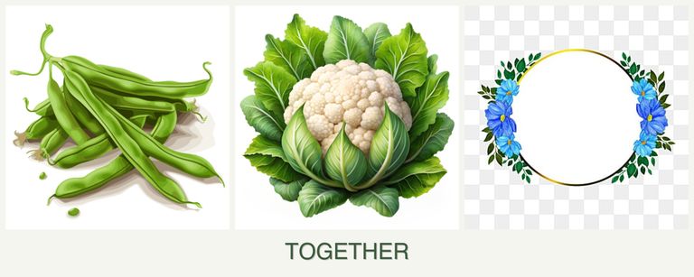 Can you plant beans, cauliflower and zinnias together?