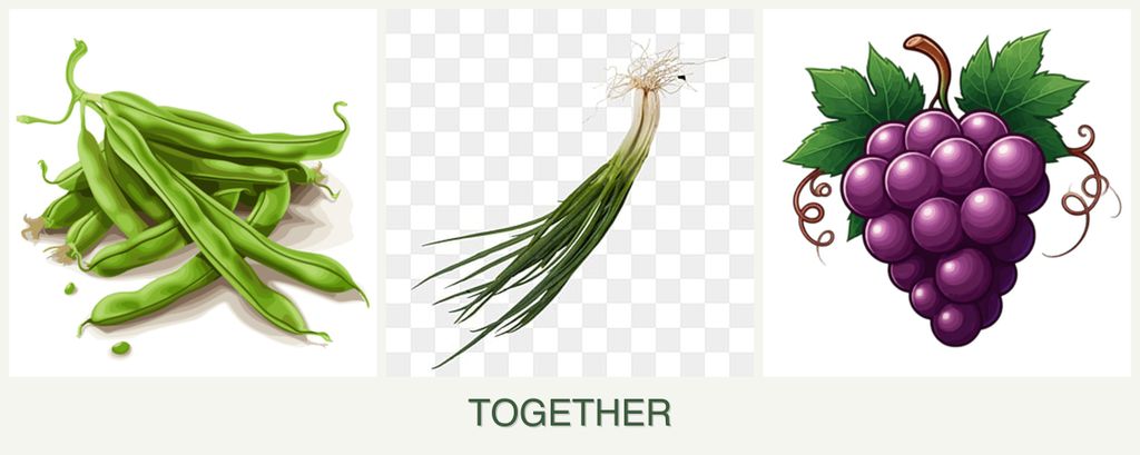 Can you plant beans, chives and grapes together?