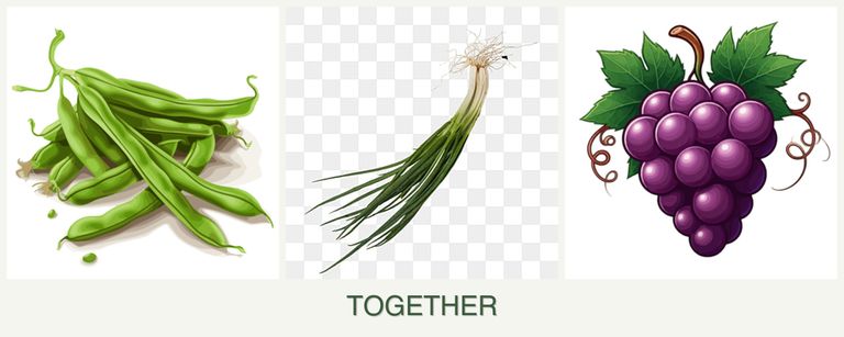 Can you plant beans, chives and grapes together?