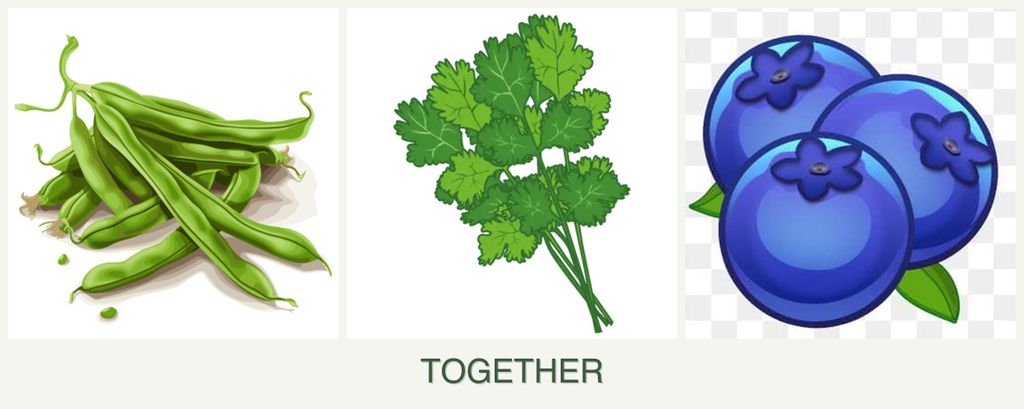 Can you plant beans, cilantro and blueberries together?