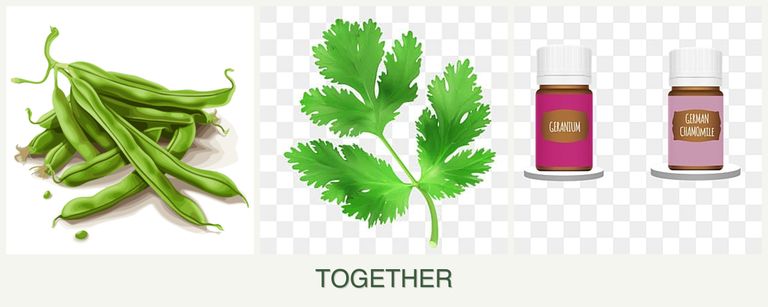 Can you plant beans, parsley and geraniums together?