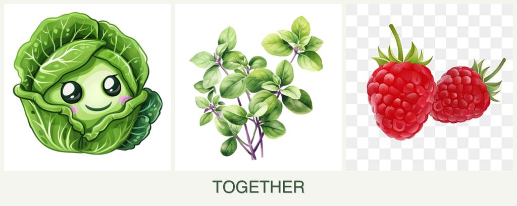 Can you plant cabbage, oregano and raspberries together?