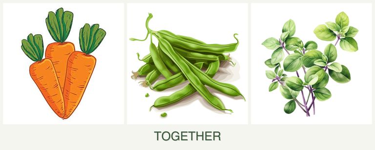Can you plant carrots, beans and oregano together?