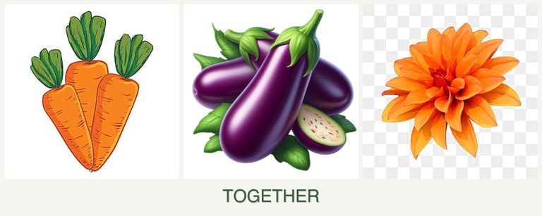 Can you plant carrots, eggplant and dahlias together?