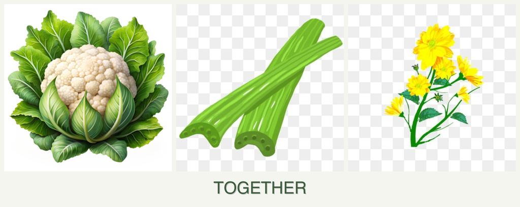 Can you plant cauliflower, celery and calendula together?