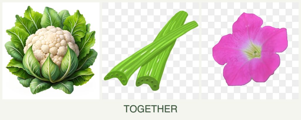 Can you plant cauliflower, celery and petunias together?