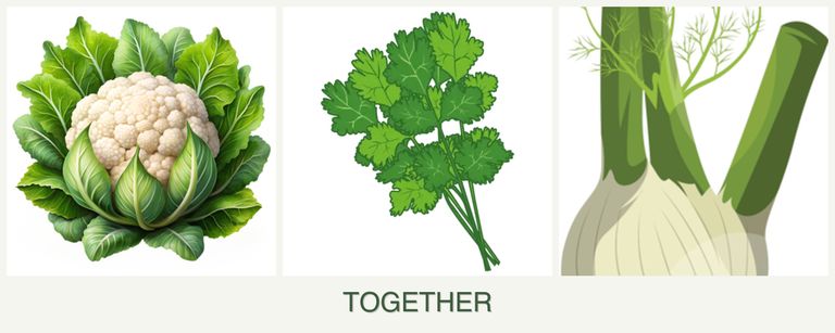 Can you plant cauliflower, cilantro and fennel together?
