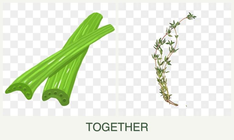 Can you plant celery and thyme together?