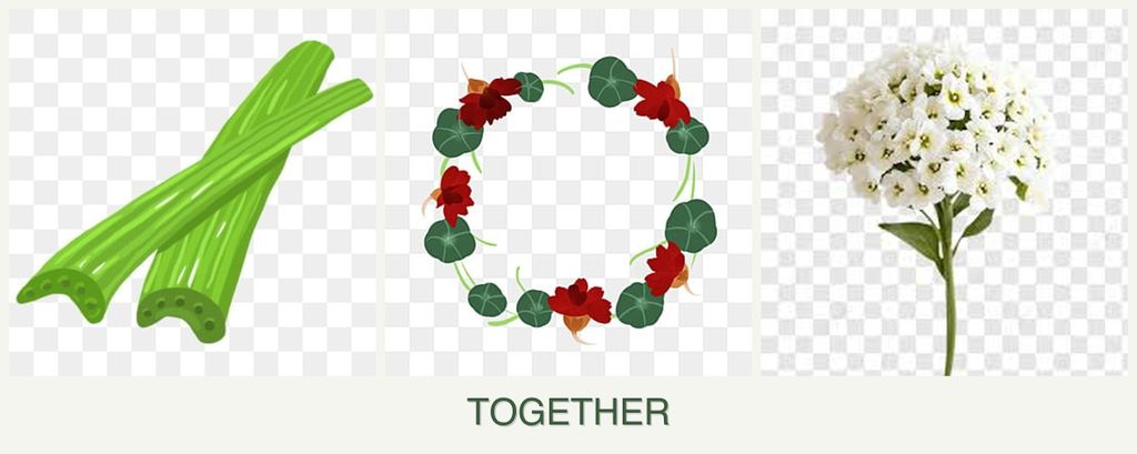 Can you plant celery, nasturtiums and alyssum together?