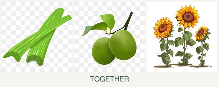 Can you plant celery, plums and sunflowers together?