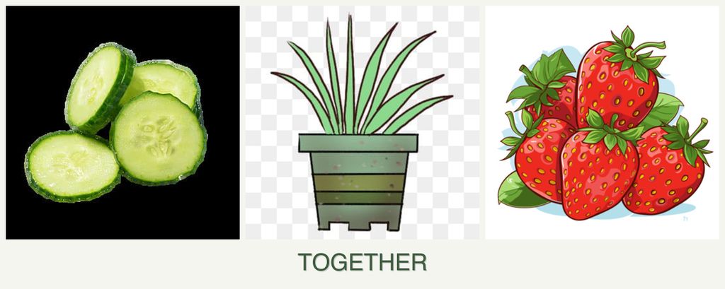 Can you plant cucumbers, lemongrass and strawberries together?