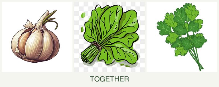 Can you plant garlic, spinach and cilantro together?