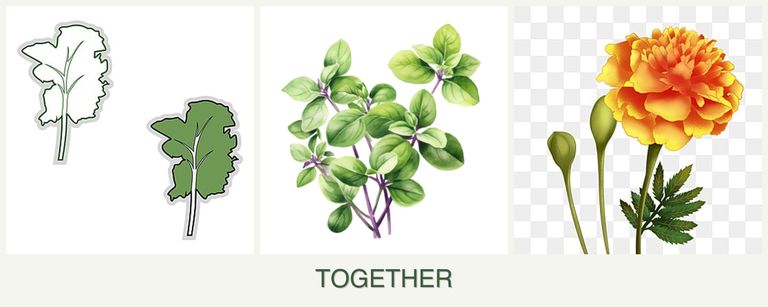 Can you plant kale, oregano and marigolds together?