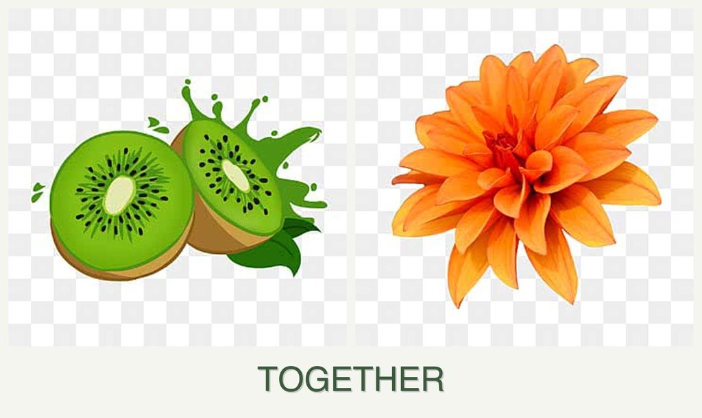 Can you plant kiwi and dahlias together?
