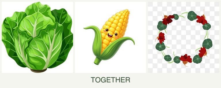 Can you plant lettuce, corn and nasturtiums together?