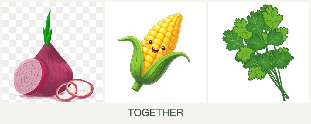 Can you plant onions, corn and cilantro together?